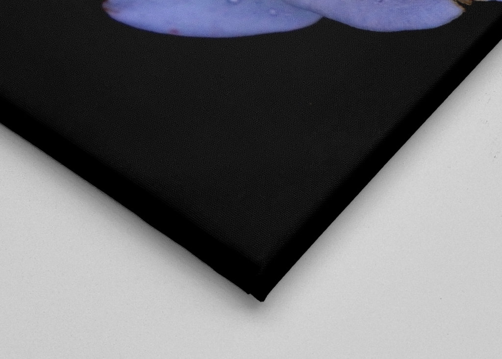 Flora collection: White Rose