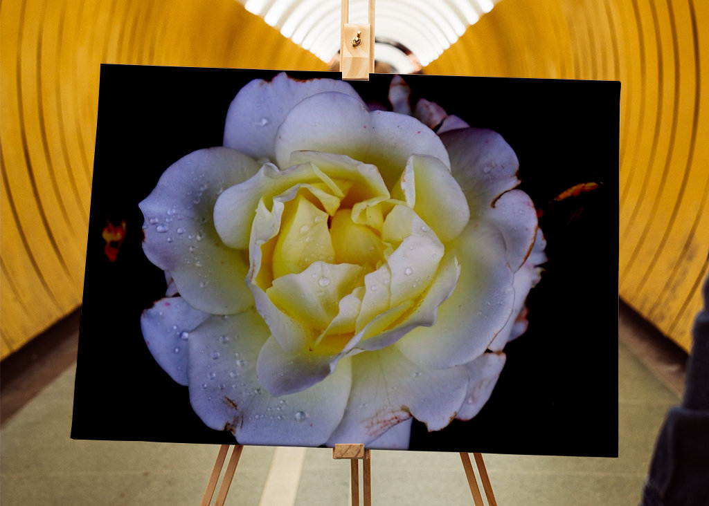 Flora collection: White Rose