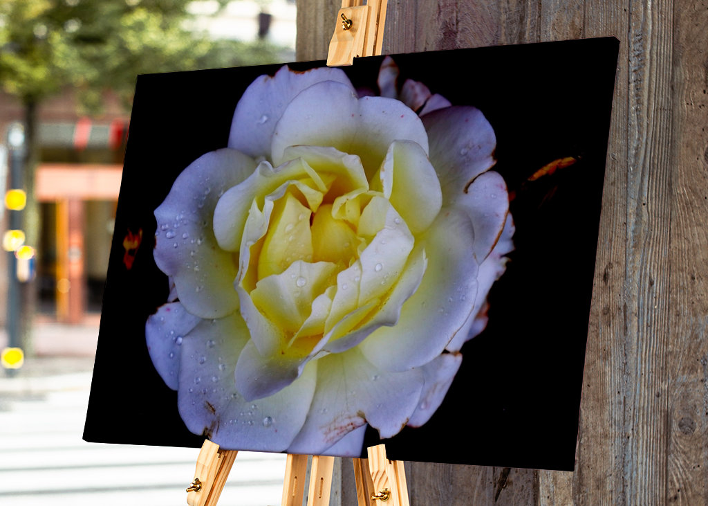 Flora collection: White Rose