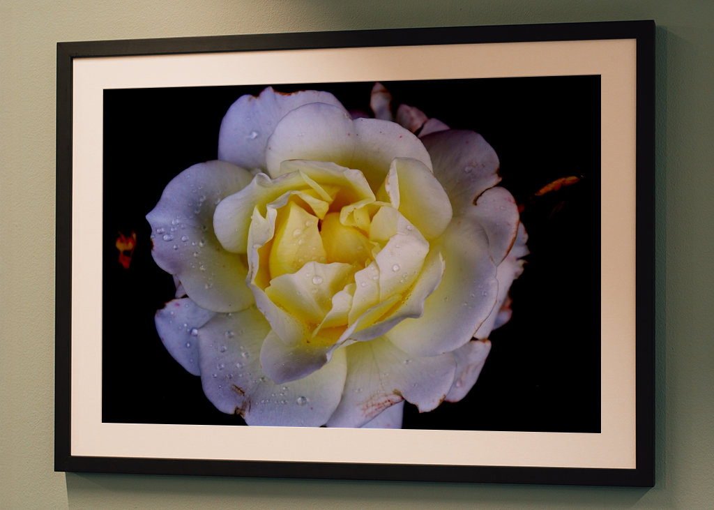 Flora collection: White Rose
