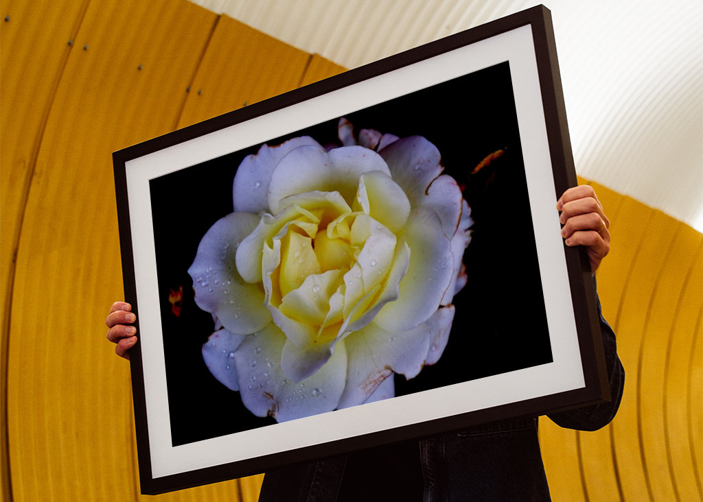 Flora collection: White Rose