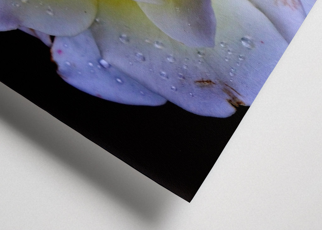 Flora collection: White Rose