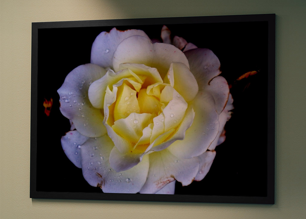 Flora collection: White Rose