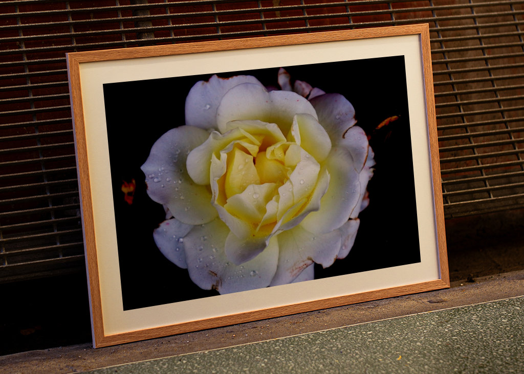 Flora collection: White Rose