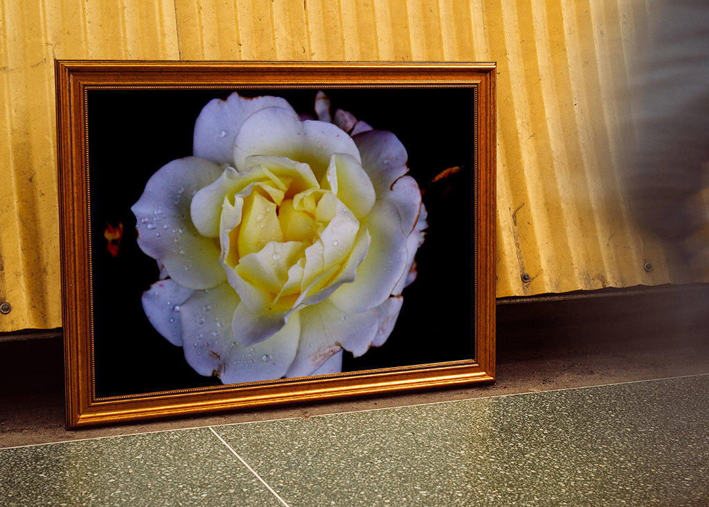 Flora collection: White Rose