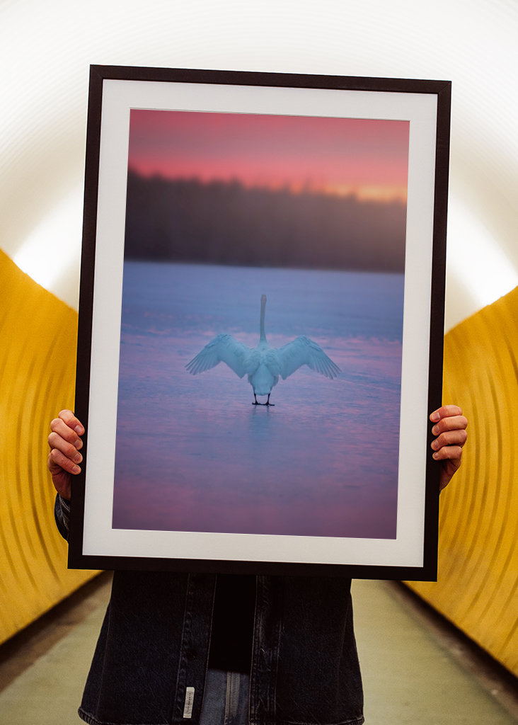 Der Schwan grüßt die Morgensonne