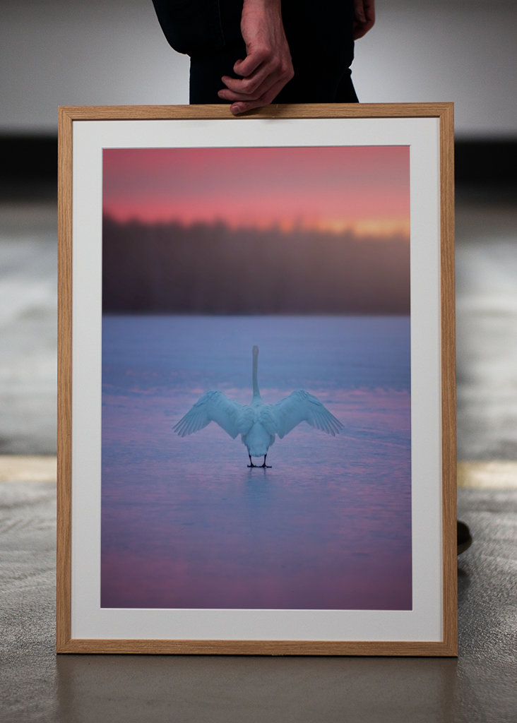 Der Schwan grüßt die Morgensonne