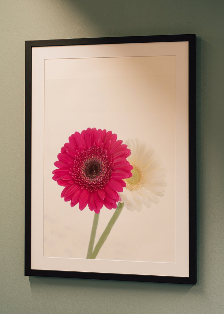 Germini rosa oscuro y blanco