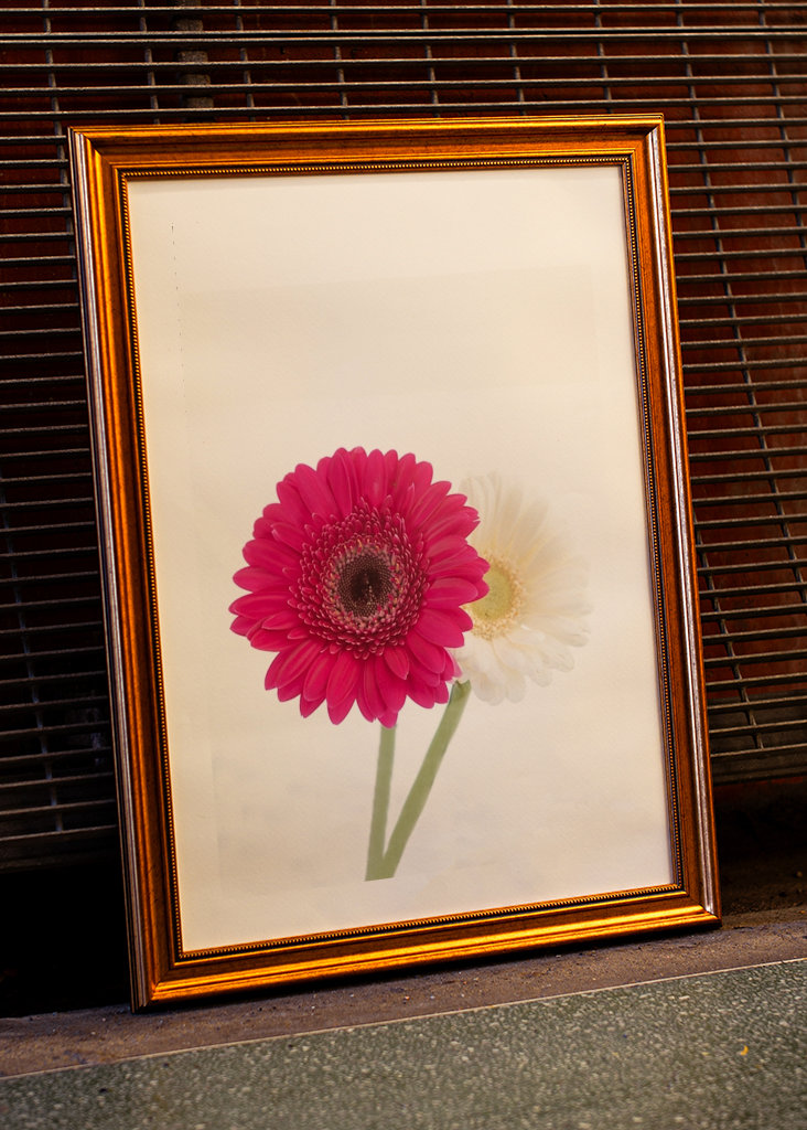 Germini rosa oscuro y blanco