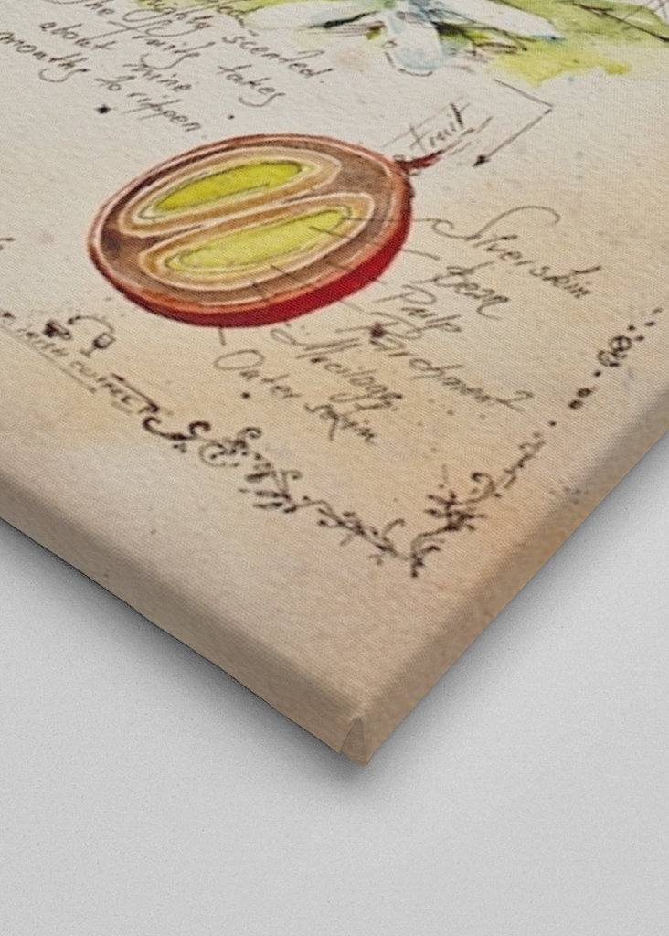 Del cuaderno de botánica - café