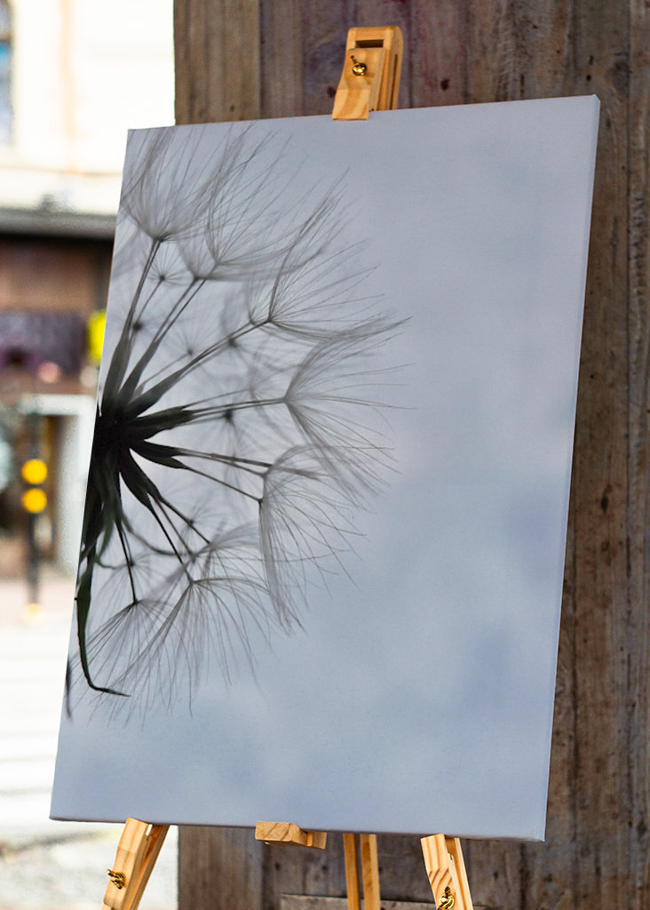 Dandelion 1