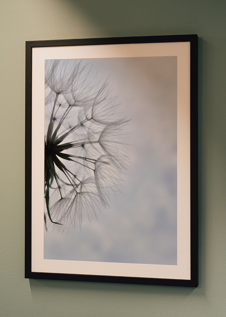 Dandelion 1