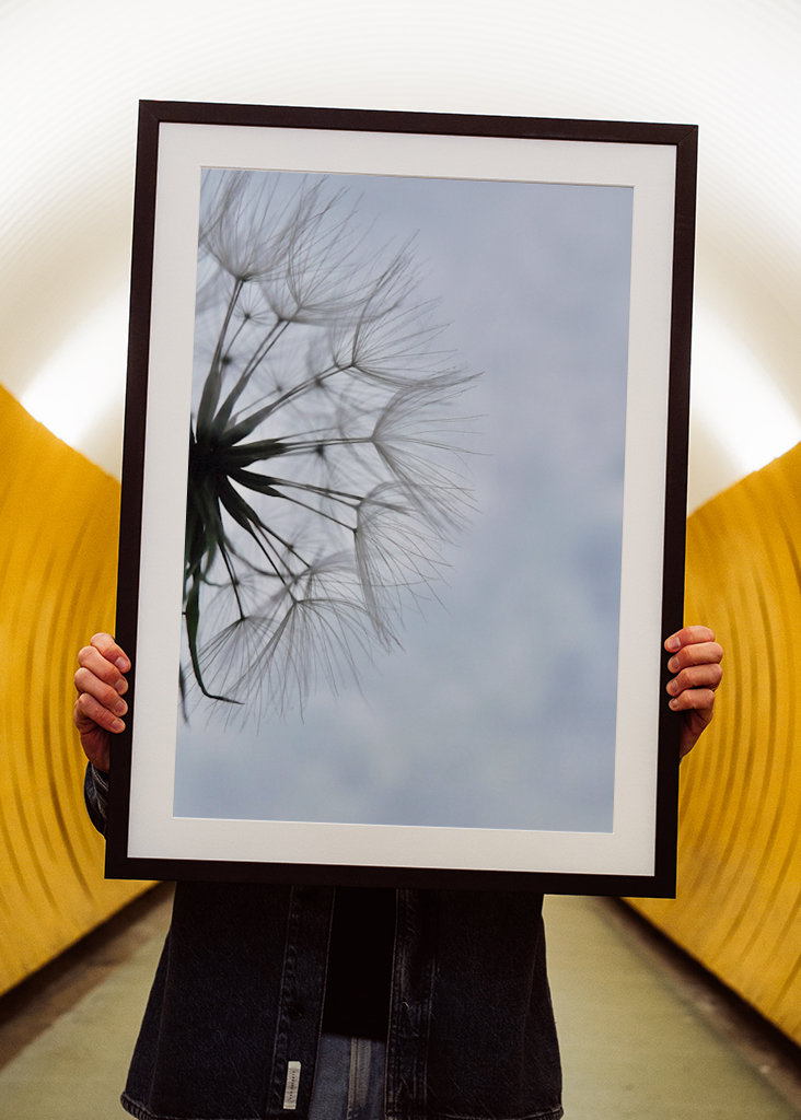 Dandelion 1