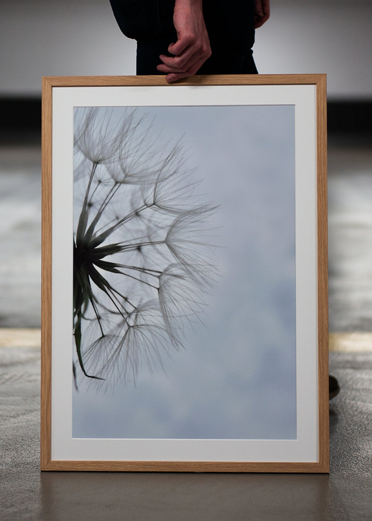 Dandelion 1