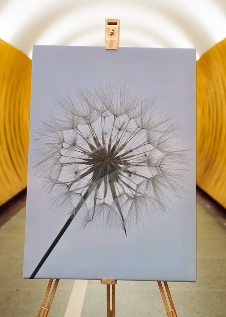 Dandelion 2