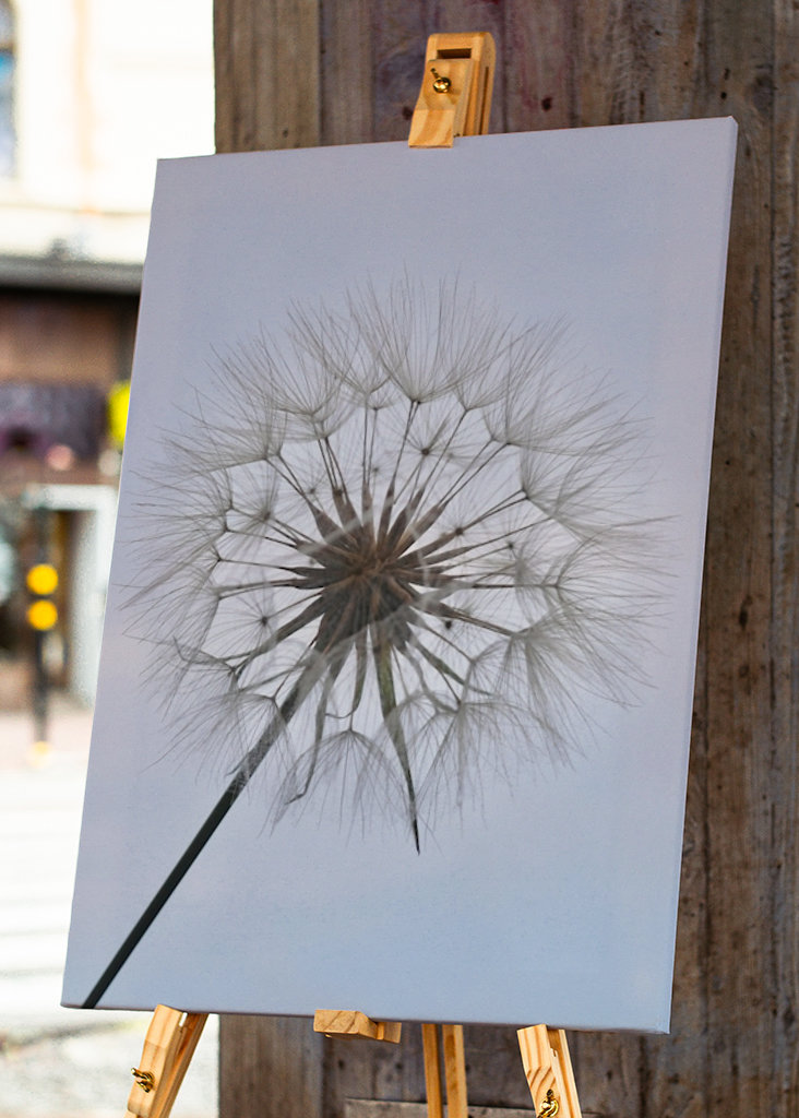 Dandelion 2