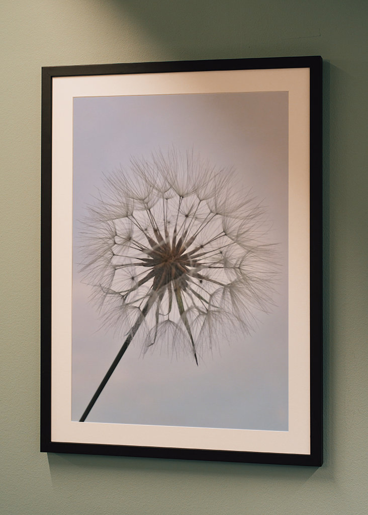 Dandelion 2