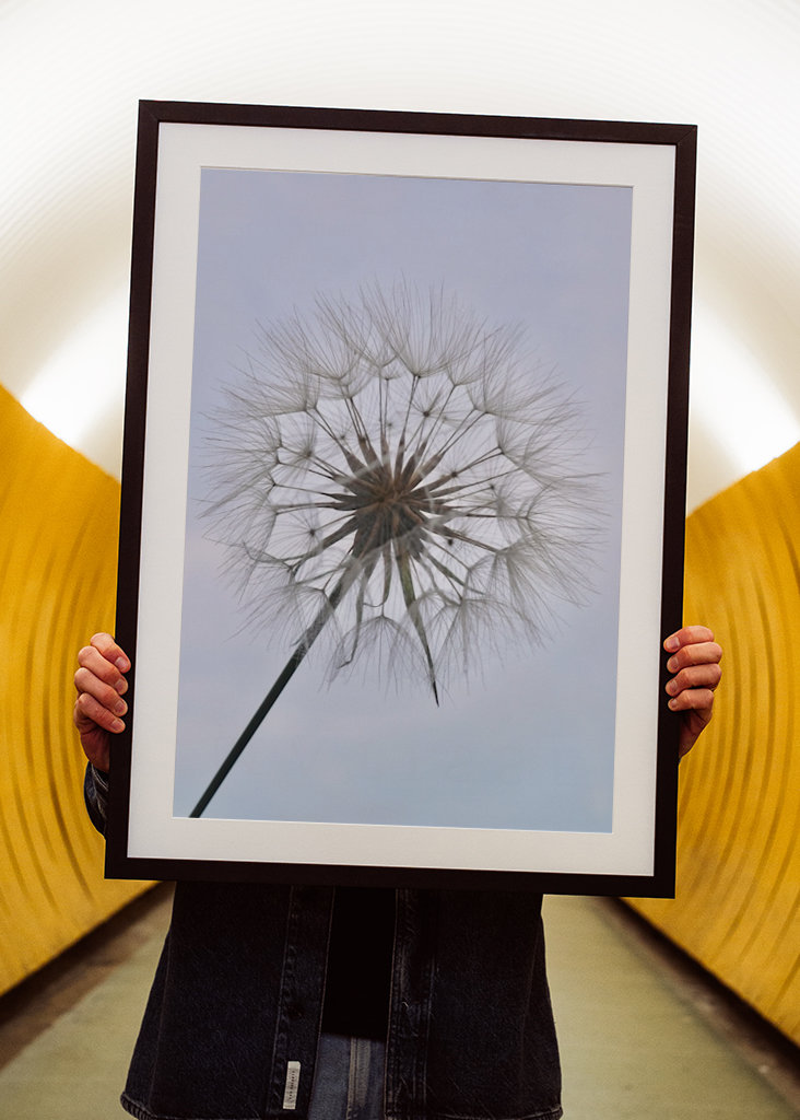 Dandelion 2