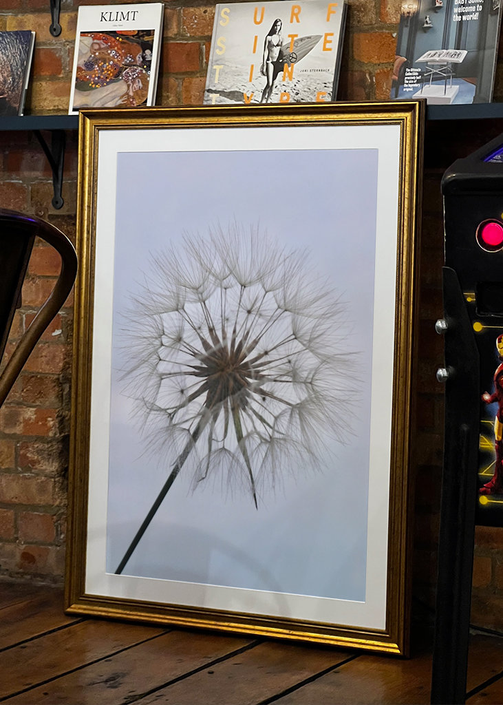 Dandelion 2