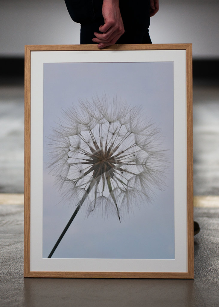 Dandelion 2