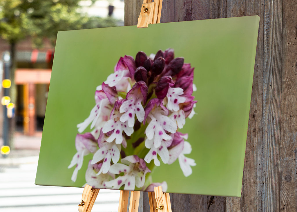 Krutbrännare - villi orkidea