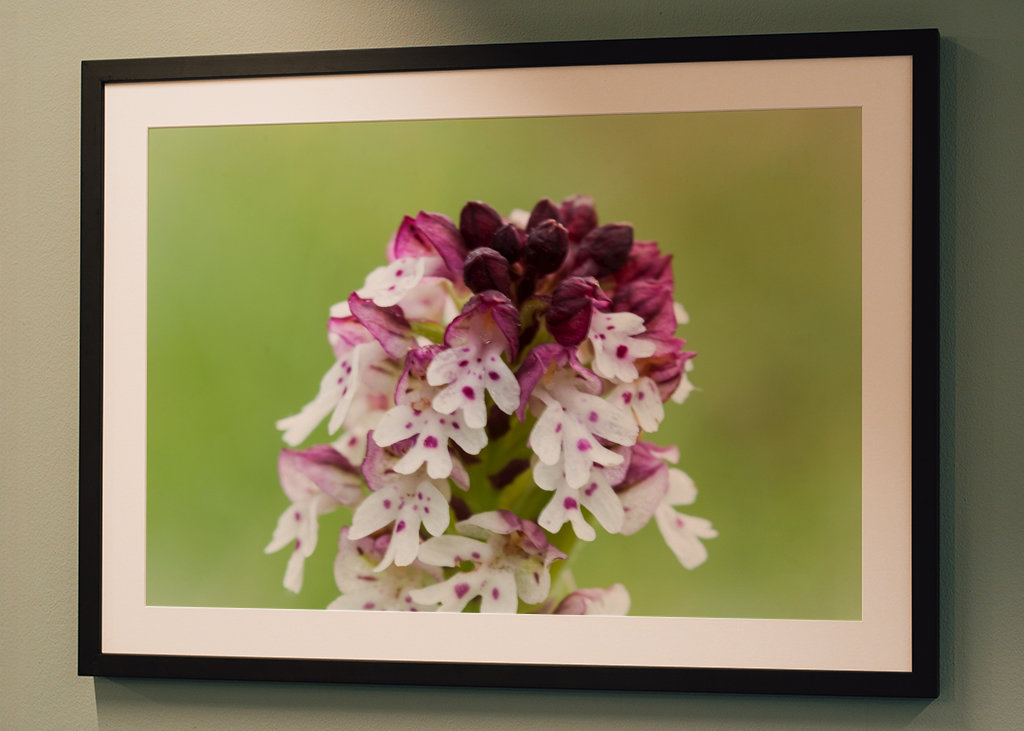 Krutbrännare - villi orkidea