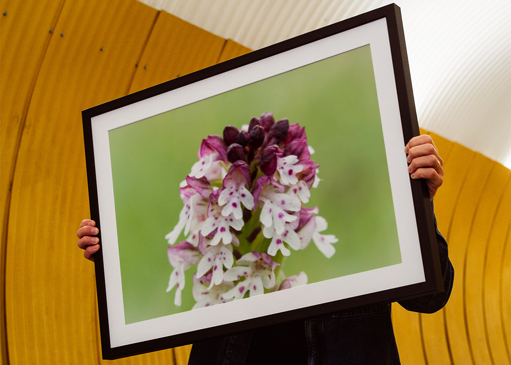 Krutbrännare - villi orkidea