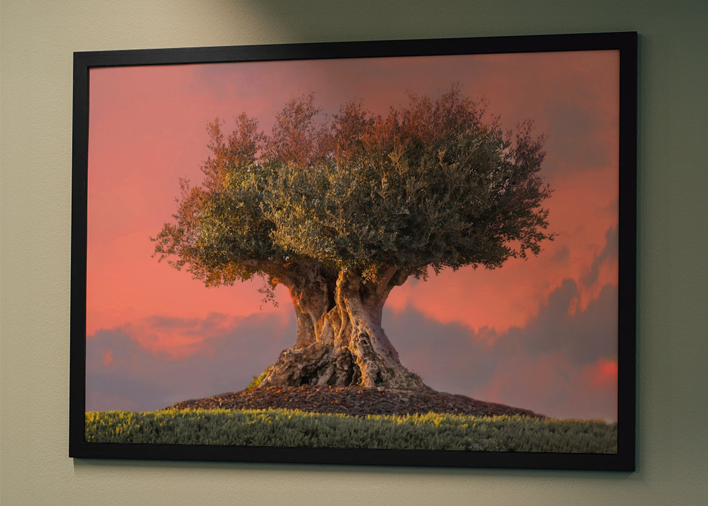 Beautiful olive tree at dusk