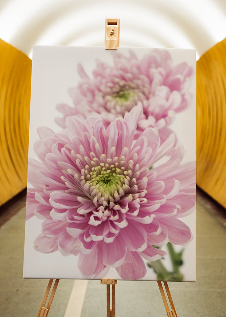 Pink Chrysanthemum