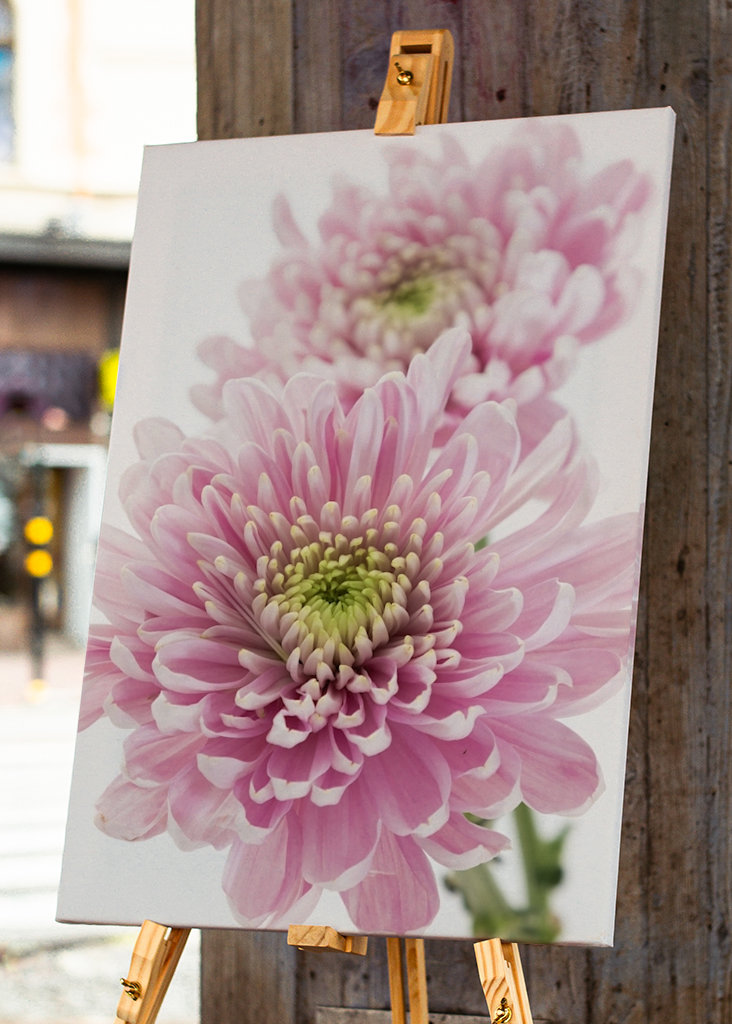 Pink Chrysanthemum