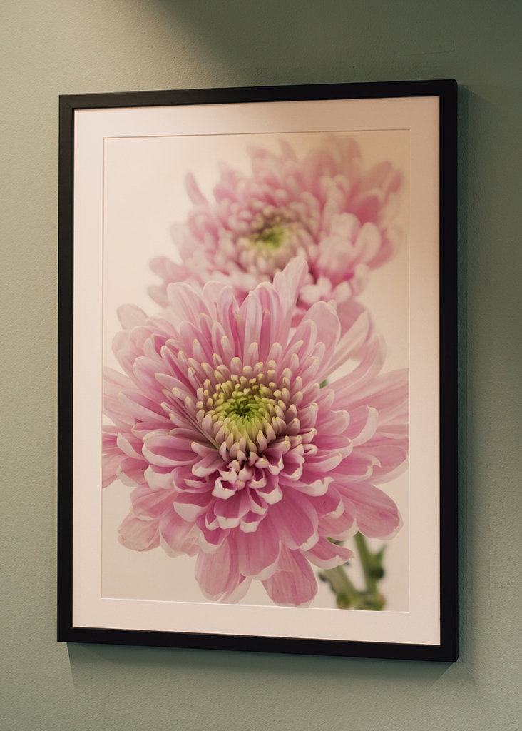 Pink Chrysanthemum
