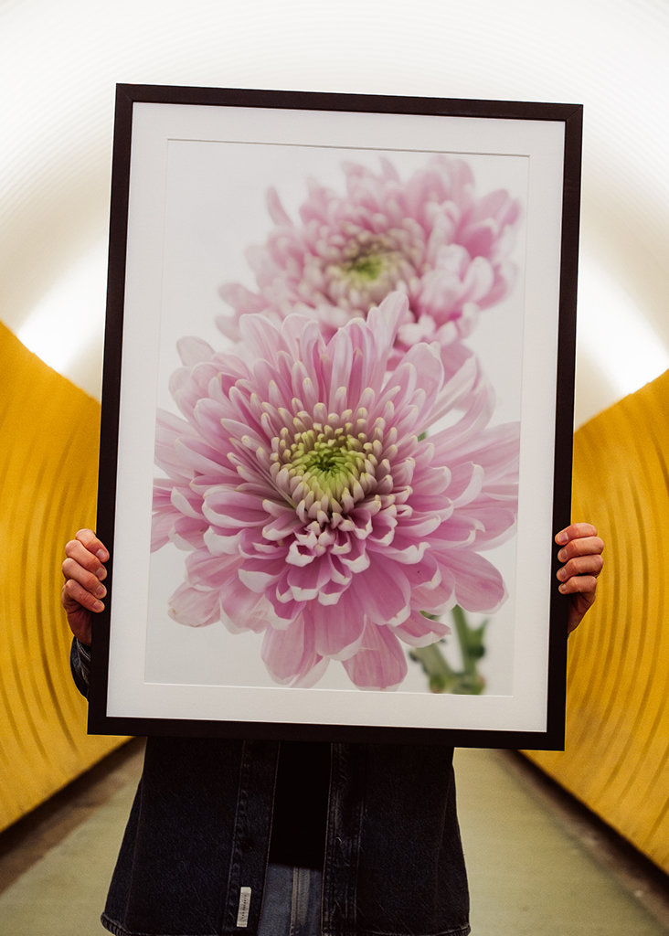 Pink Chrysanthemum