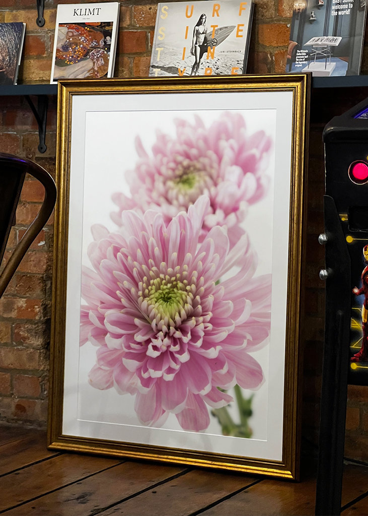 Pink Chrysanthemum