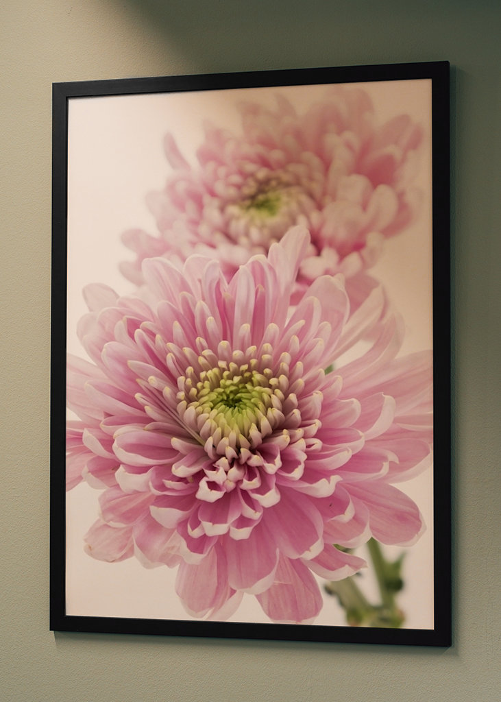 Pink Chrysanthemum