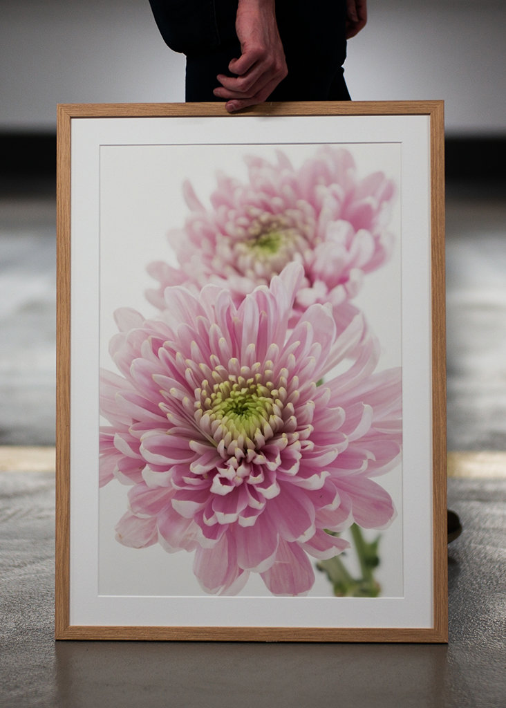 Pink Chrysanthemum