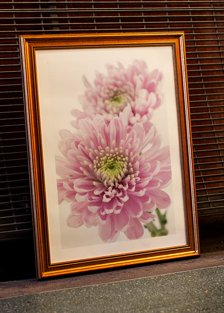 Pink Chrysanthemum