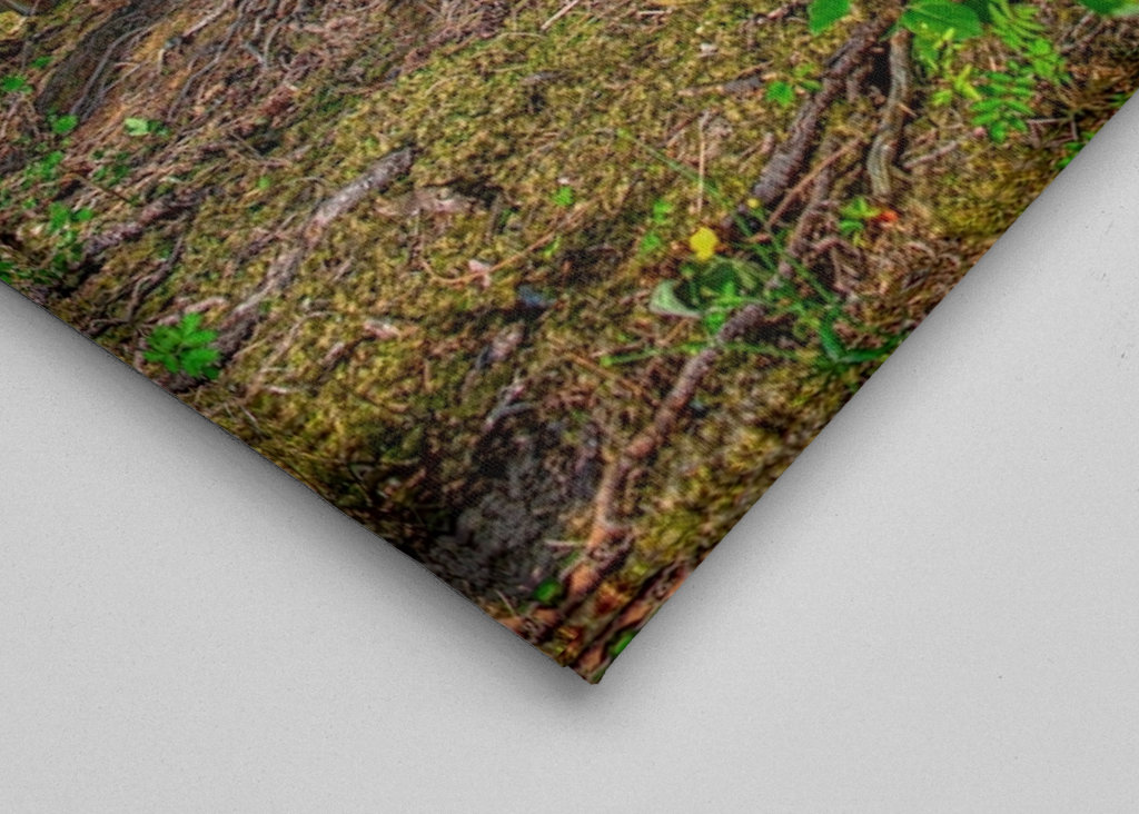 2 coches abandonados en el bosque