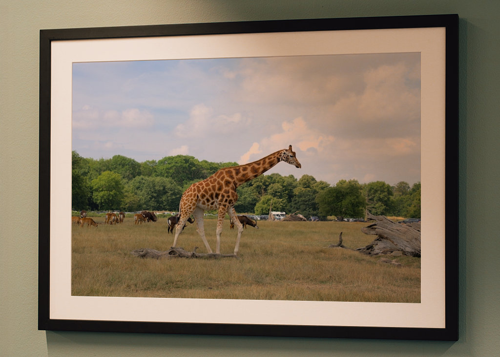 Giraffe on the danish savanna