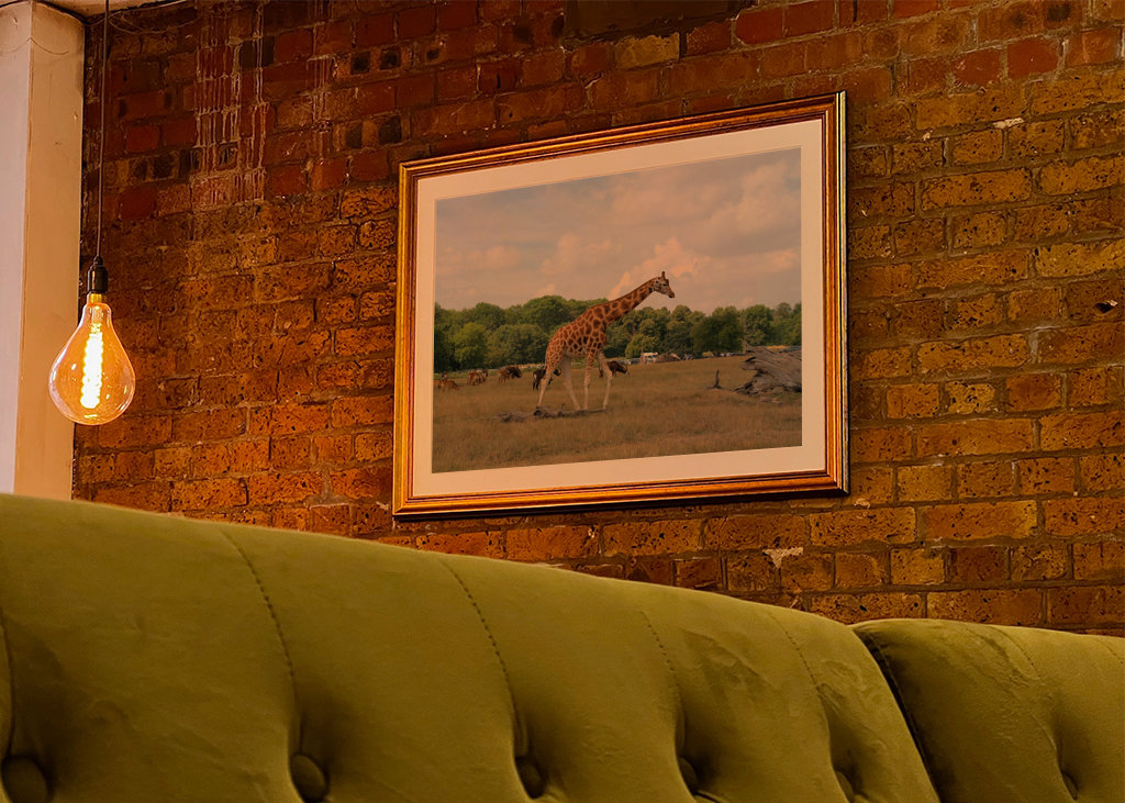 Giraffe on the danish savanna